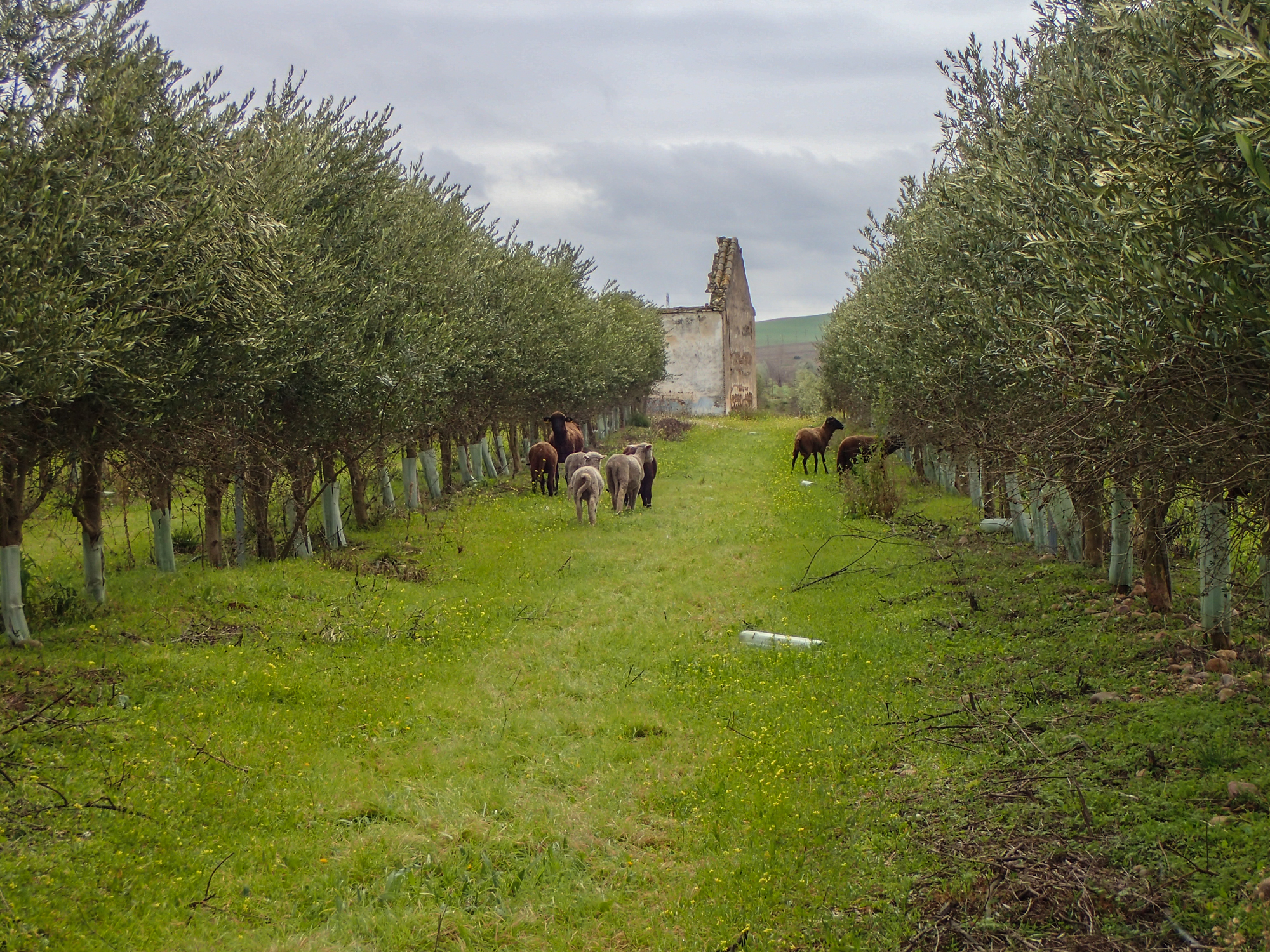 Merino sheep biodynamic livestock cortijo el Puerto