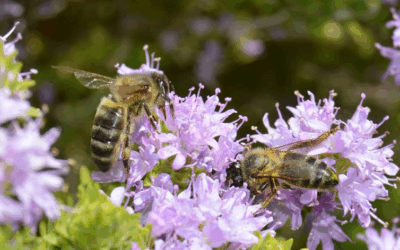 Cortijo El Puerto joins the World Bee Day