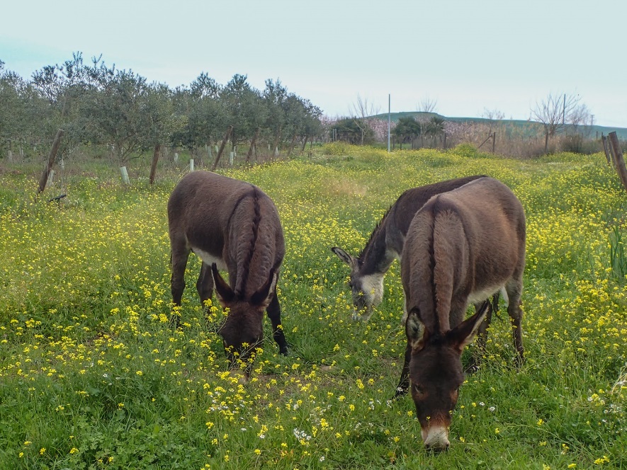 biologische Viehzucht biodynamisch landwirtschaft cortijo el puerto