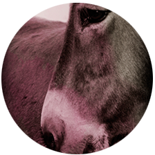 oliana olive variety cortijo el puerto organic biodynamic evoo