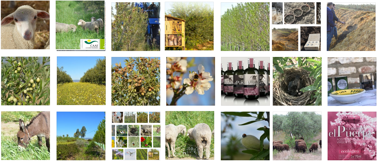 Organic biodynamic Farm: regeneration environmental project Cortijo el Puerto Granja Biodinámica ecológica
