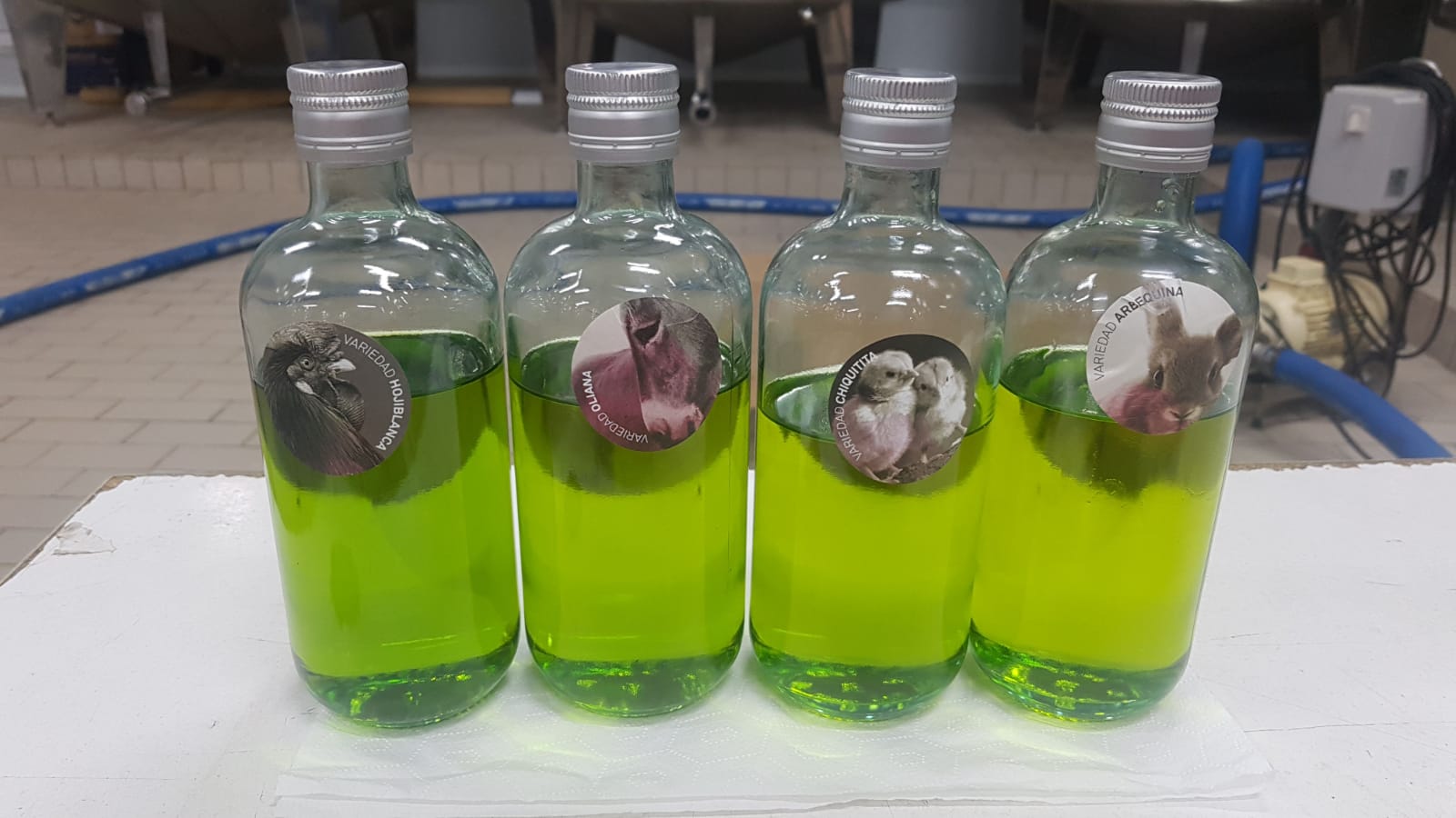 8 olive oil rganic biodynamic varieties_variedades ecologicas y biodinamicas aove cortijo el puerto