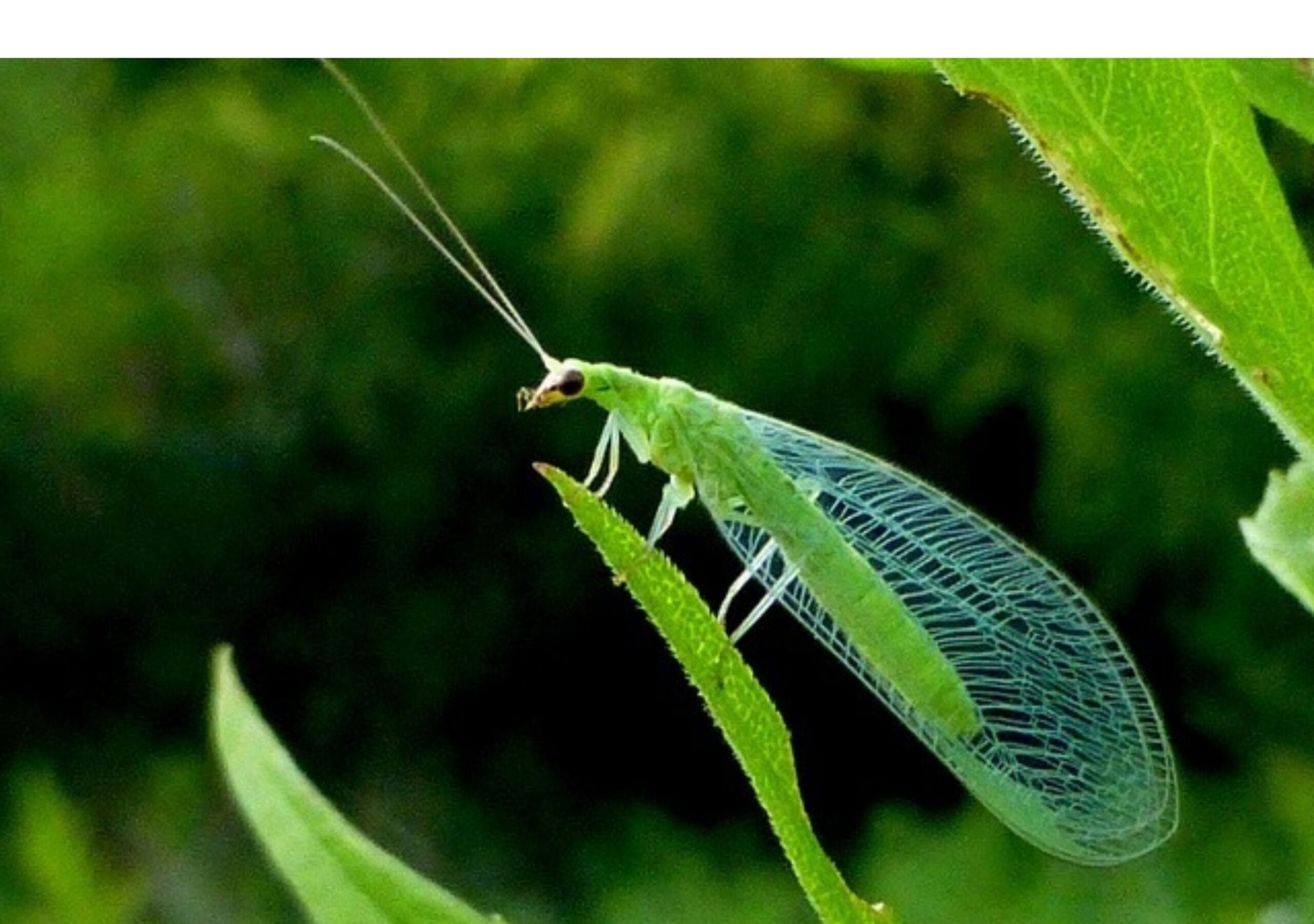 Detalle de una crisopa en Cortijo el Puerto, uno de los insectos beneficiosos más importantes de la lucha biológica natural y la biodiversidad del olivar.