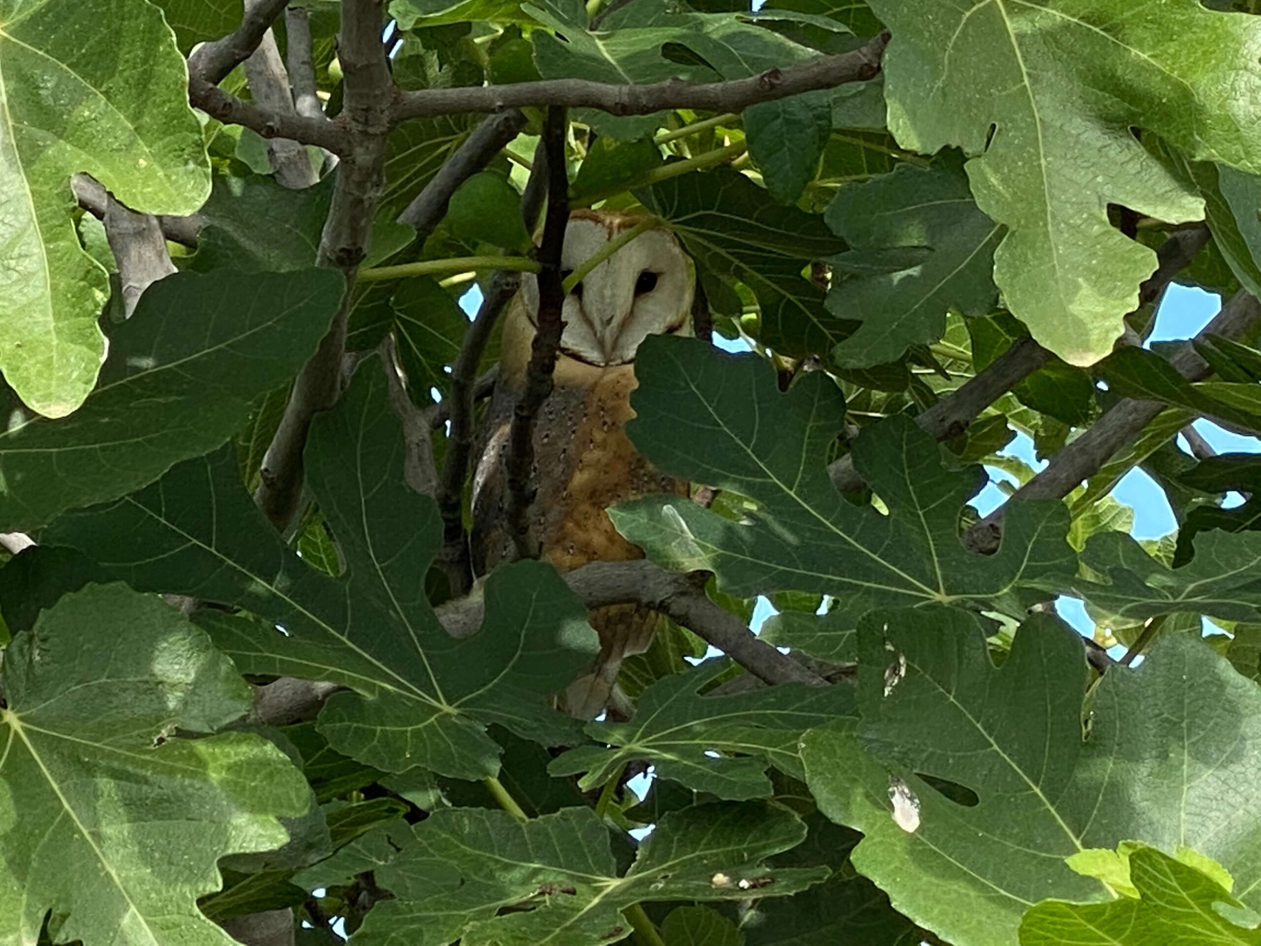 Lechuza escondida en una higuera de Cortijo el Puerto, símbolo de la biodiversidad recuperada gracias a la lucha biológica natural y al equilibrio del ecosistema.