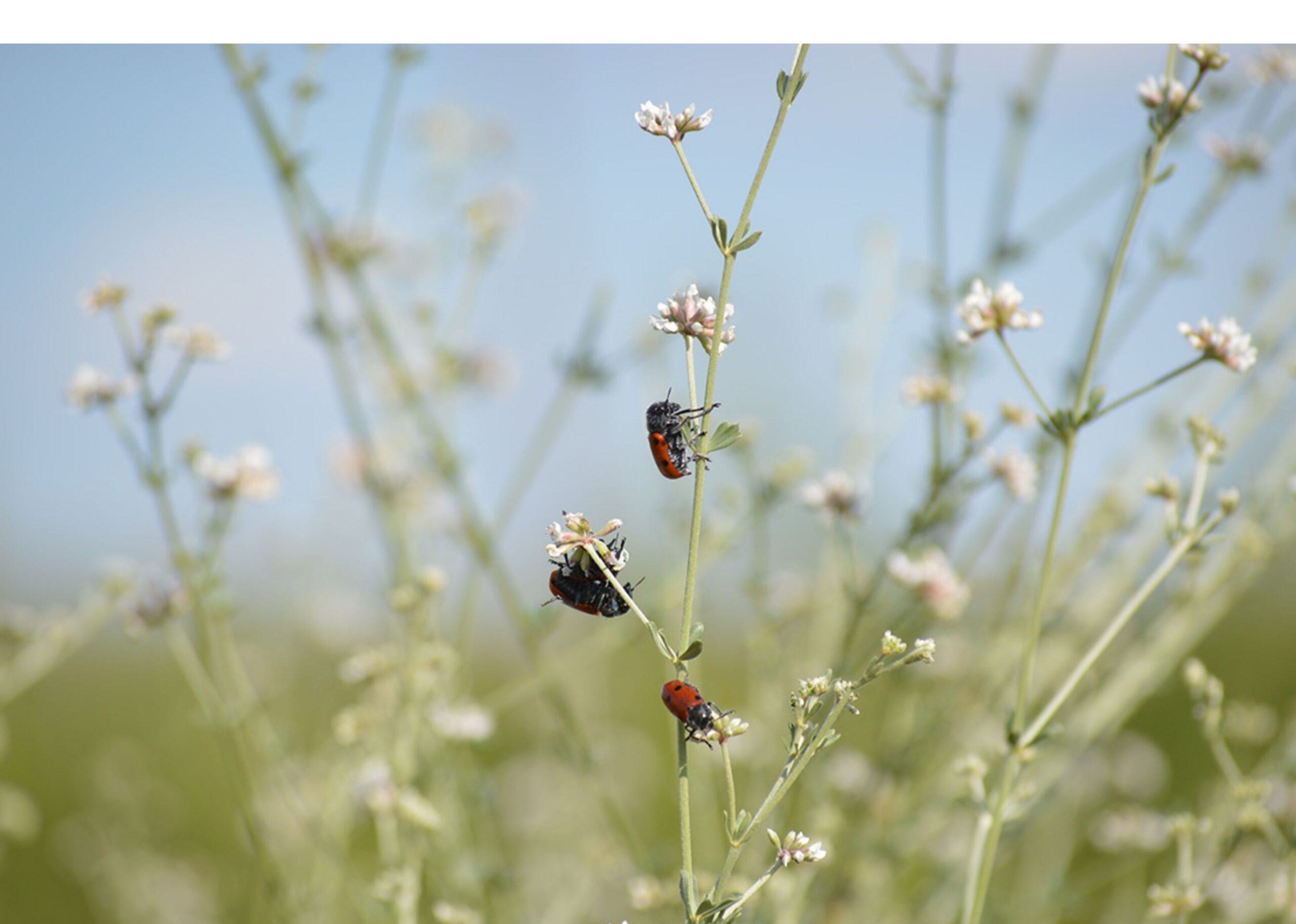 Mariquita trepando por un arbusto de biodiversidad en Cortijo el Puerto, uno de los principales insectos beneficiosos utilizados en la lucha biológica natural del olivar.
