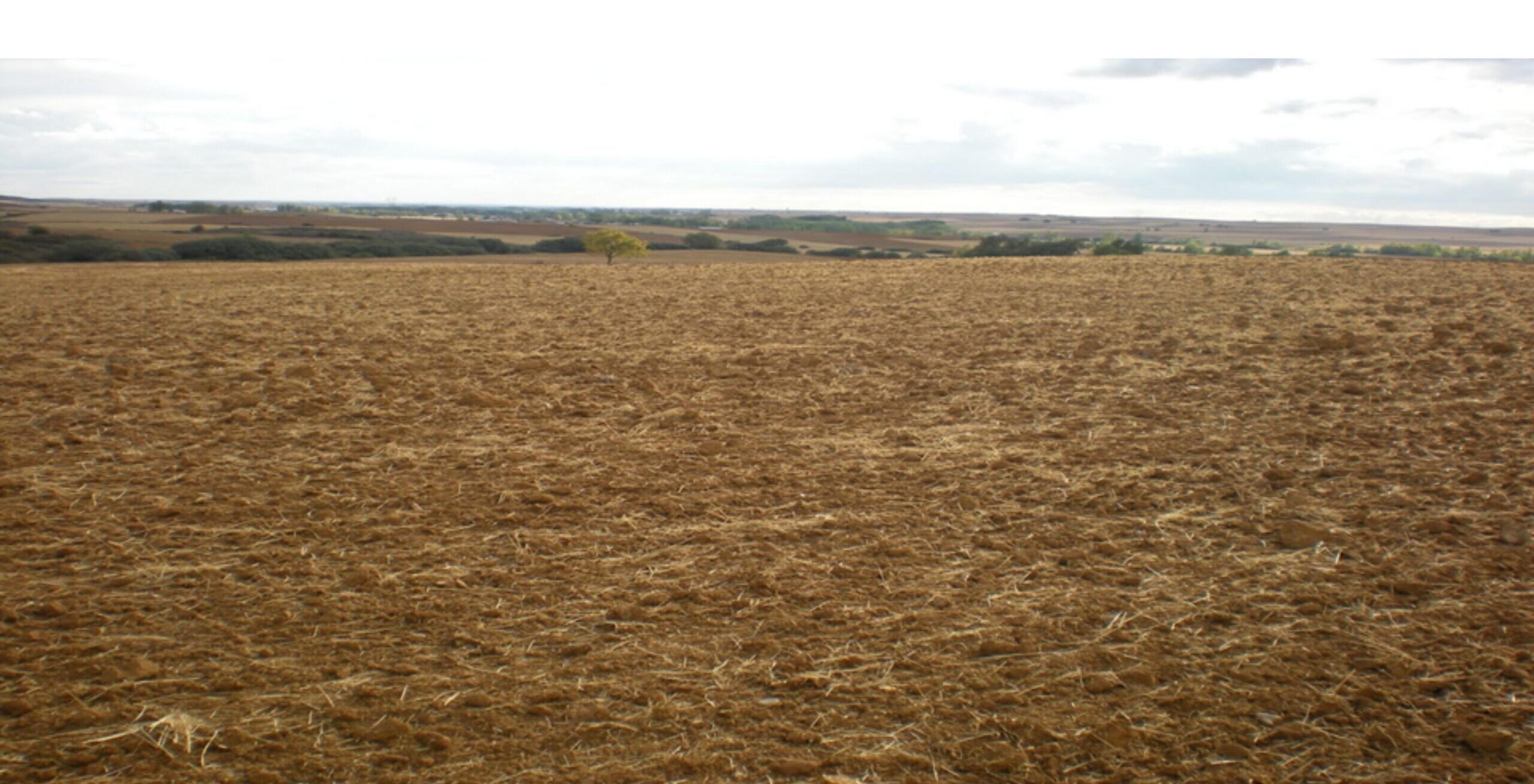 Olivar de Cortijo el Puerto en 2012, con el suelo desnudo y erosionado antes de iniciar el proyecto de lucha biológica natural y recuperación de la biodiversidad.